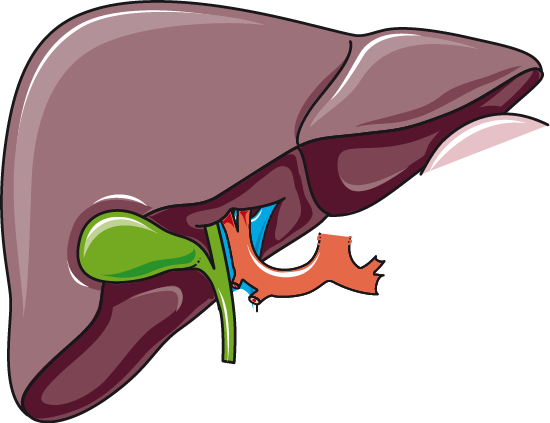 Liver Gallbladder